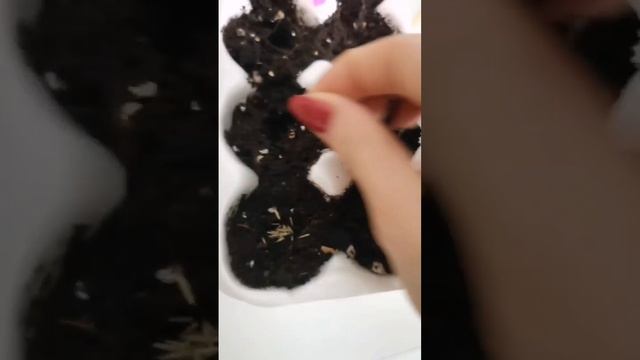 Щетинник лисий хвост.