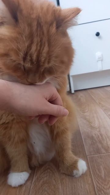 Кошачье сердце просит лишь любовь