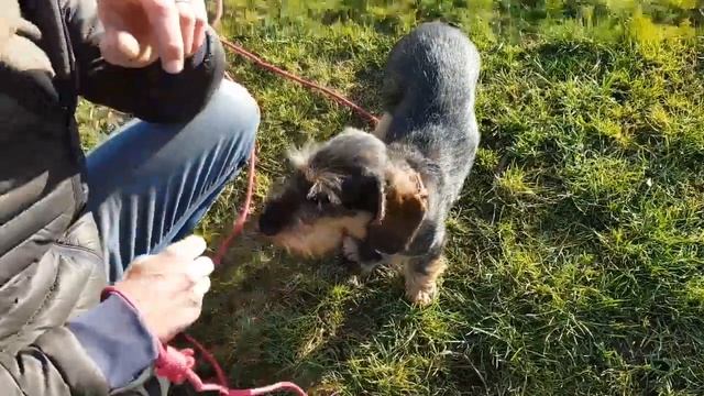 ER DU MERE VÆRD FOR DIN HUND   END NATUREN ER ?