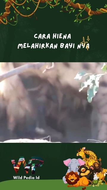 Cara Hiena melahirkan anak nya #shorts