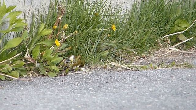 Oriental Greenfinch Eats Dandelion Seeds カワラヒワ♂（野鳥）がセイヨウタンポポの種子を採食