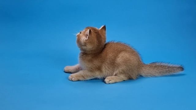 Золотая шиншиллка Пауэр