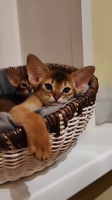 Почему бы не показать эту милоту ещё раз ❤️ #абиссинскиекотята #abyssinian #абиссинскаякошка #short
