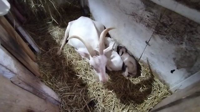 Такого от Сени не ожидала 🤦 / готовлю мясные чипсы.