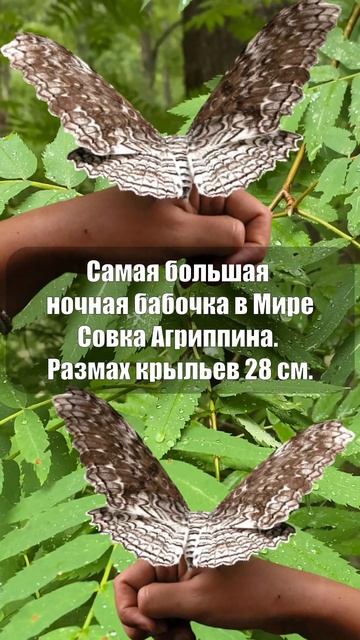 Самая большая ночная бабочка #shorts