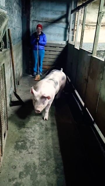 Карат  #животные #pig #деревенскаяжизнь #деревня #миллионнасвиньях #топ