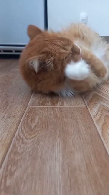 У Кузи сегодня игривое настроение