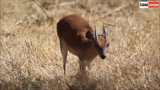 The Suni - Nesotragus moschatus