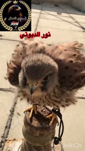 العوسق صقر نور الصقر