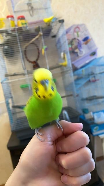 Танец попугая 😄🥰 #shortsvideo #shorts #birds #волнистик #lovebird #parrot #попугай