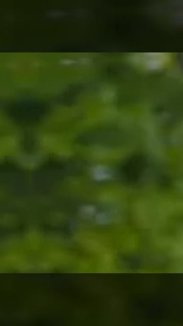 лошади это моя мечта 😳😳😳😳😳😳🤗