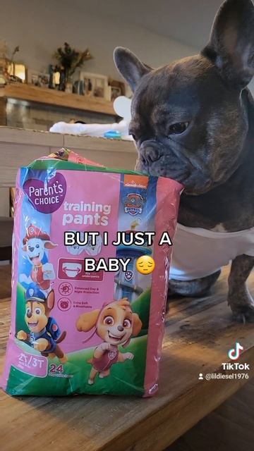 THIS IS BULLSHIT AND I HATE THIS DIAPER 😒 MOM 👩 #frenchie #dog #dogs