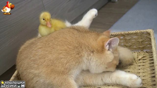 Утята и Цыплята - Кошки и котята - (101) Хвостики да Усики ❣️🥰😂mp4