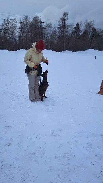 Доберман #собака #дрессировкасобак