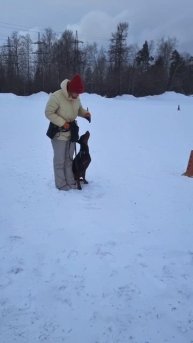 Доберман #собака #дрессировкасобак