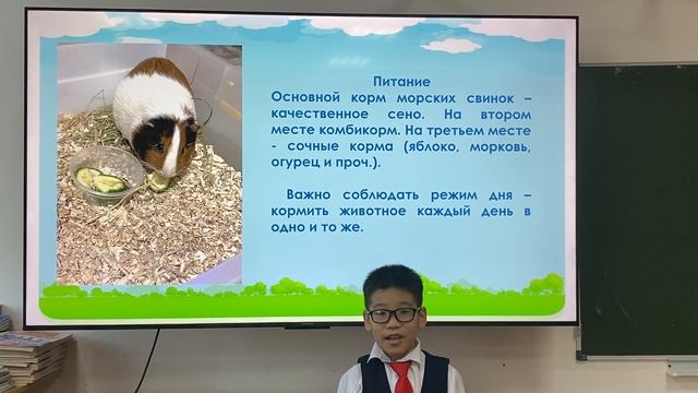 Мой питомец-морская свинка. Ученик 2 класса Хампинской сош Тимофеев Артем