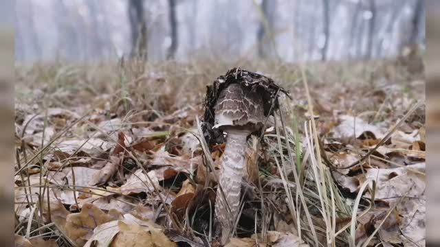 Гриб Зонтик. Среднеахтубинская пойма.