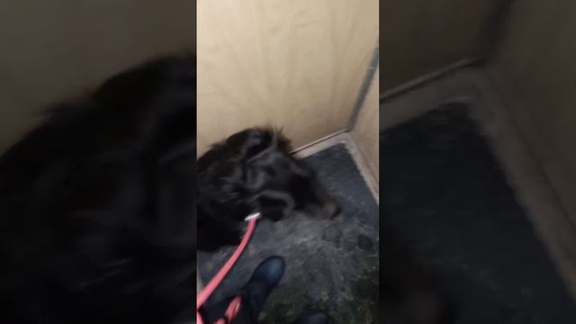 Как правильно заходить с собакой в лифт и выходить из него. Видео от 07.02.205 г.