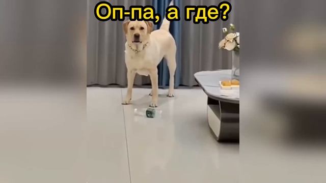Где мой кожаный?