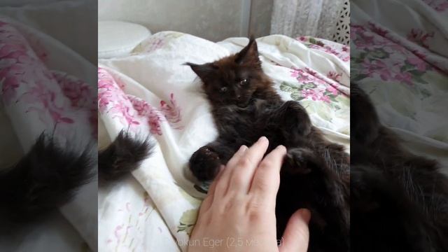 Егерь (Divokun Eger) Кот Мейн-кун возраст 2,5 месяца #мейнкун #котенокмейнкун