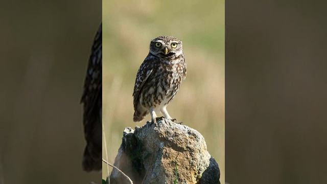 Athene noctua (Little owl) 5. Females' reaction to the human presence close to the nest