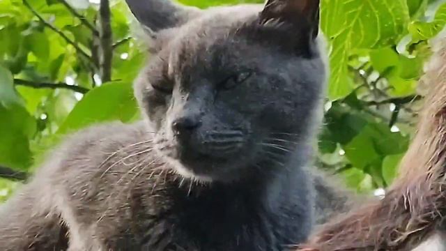 А можно нам не собачий корм, а кошачий?