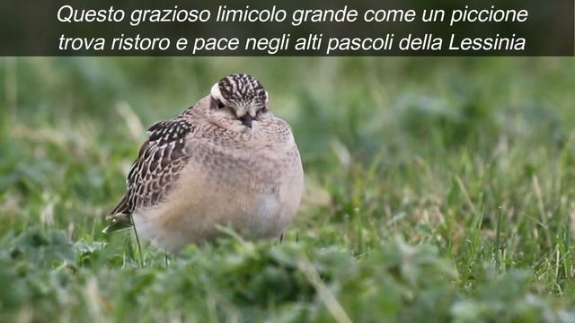 La migrazione del Piviere tortolino