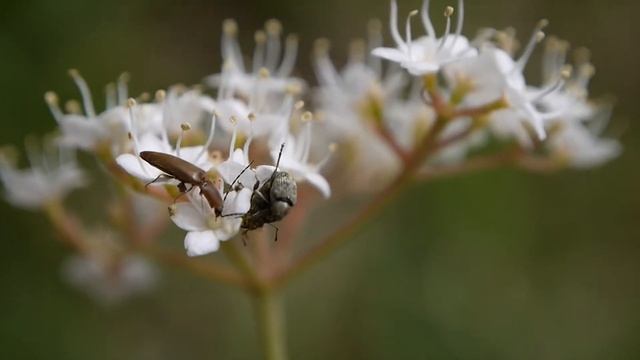 花にきたセダカシギゾウムシ Curculio　convexus のペア