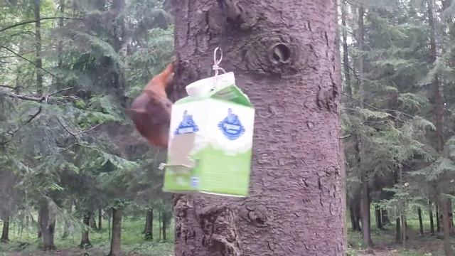 Белка в Петергофе