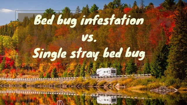 Bed bugs in Your Camper Part 1: Reasons & Signs