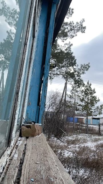 Птички синички