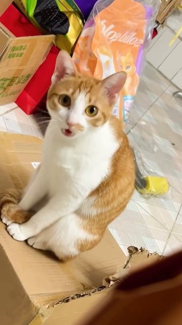 Кот дразнилка