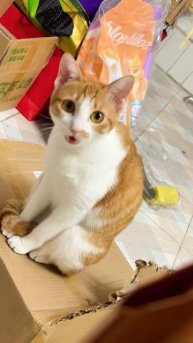 Кот дразнилка