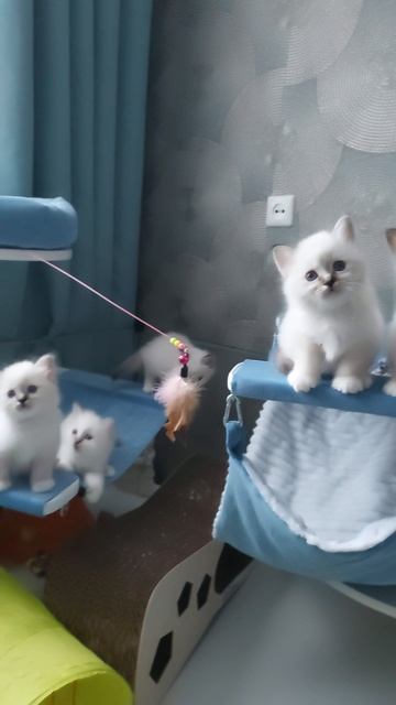 Котята Священная бирма