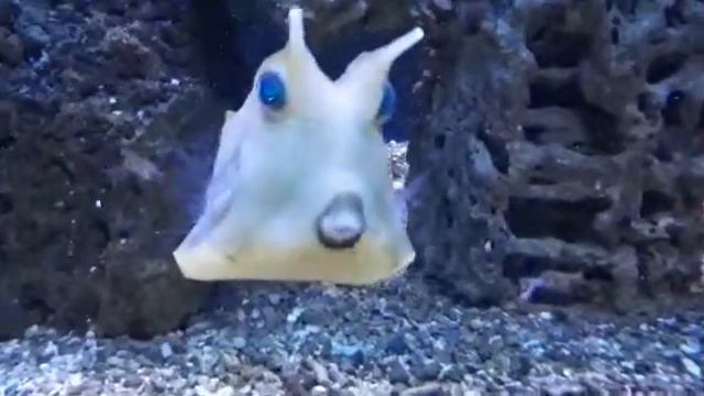 Рыба - коробочка