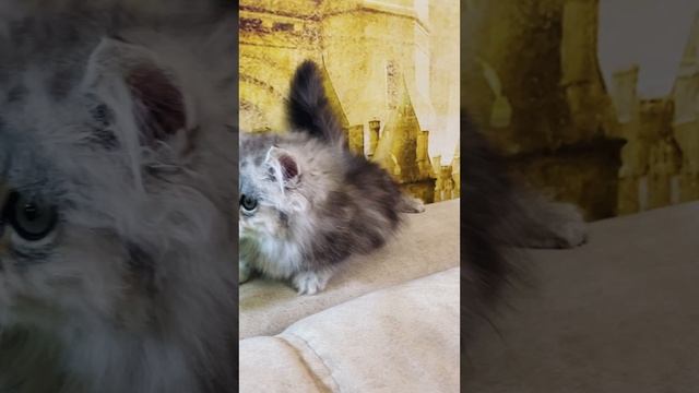 Малютка супермини Baks ❤️
https://vk.com/okcats_40
Inst: @okcats_40