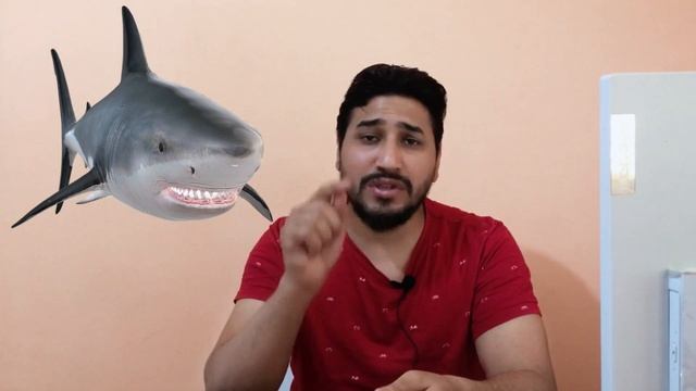 أنواع سمكة القرش🦈وأي نوع سمكة قرش هجمت علي السائح الروسي؟!🤔🦈#shark #hurghada #trend #viral