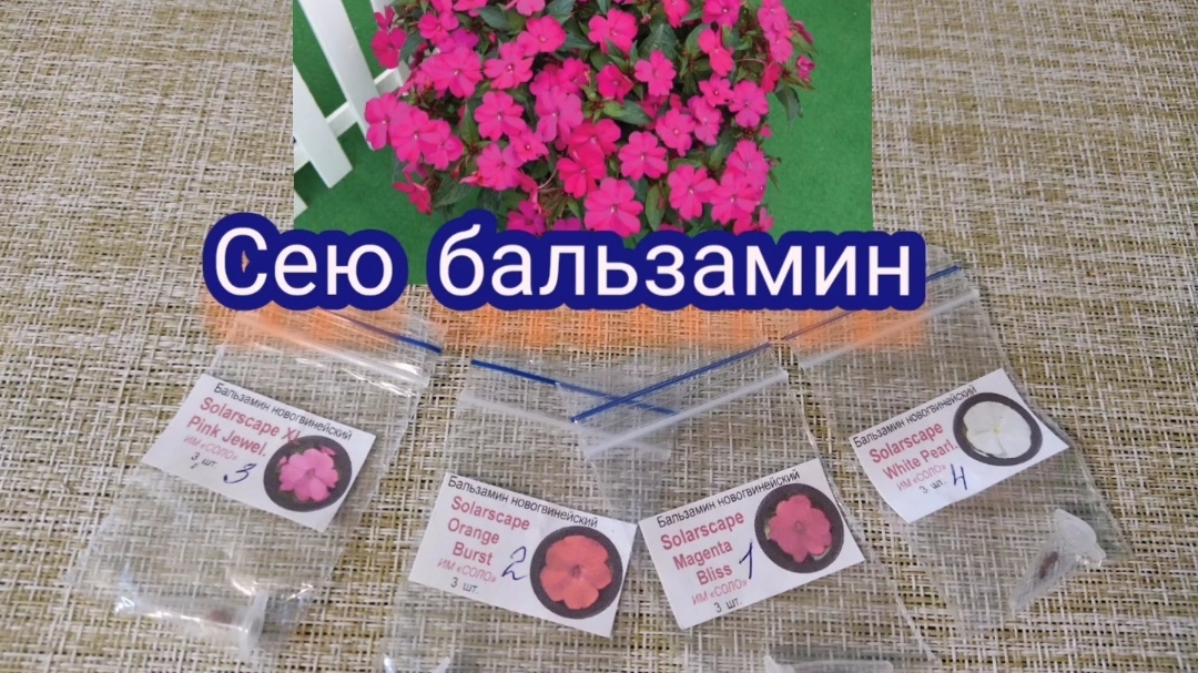 Сею бальзамин новогвинейский.