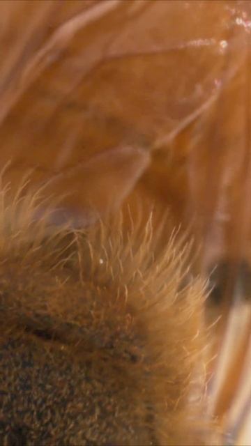 Unearthing the Incredible Relationship between Bees and Flowers