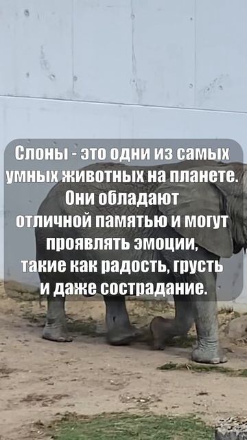 Слоны - одни из самых умных животных #shorts