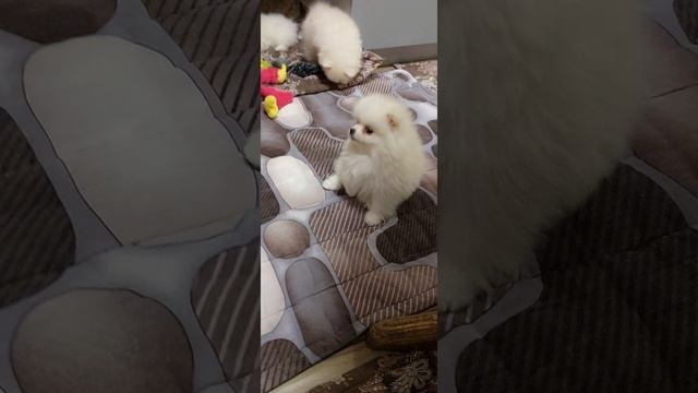 1000128086.mp4