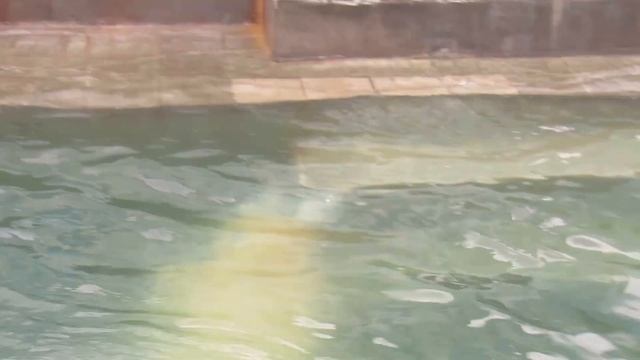 Прыжки в воду2   Герда 23 04 16