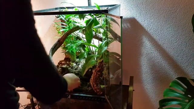 Bioactive Vivarium Setup | LYGODACTYLUS WILLIAMSI