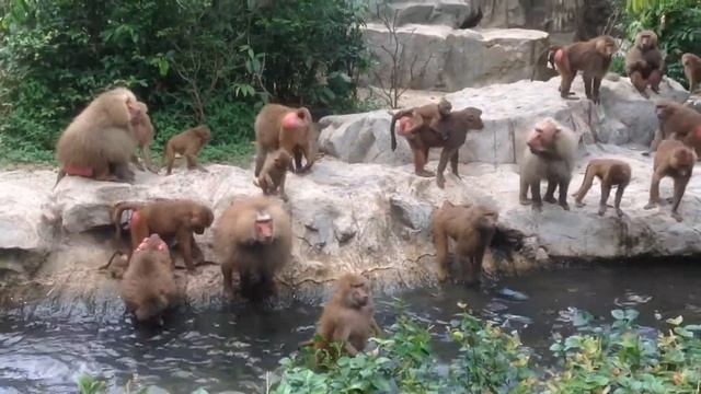 Singapore | Feeding Hamadryas Baboon at Singapore Zoo