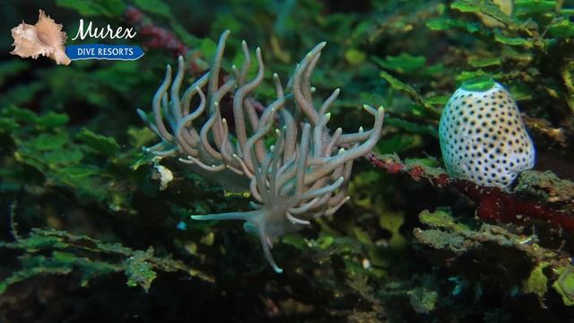 Incredible Muck Scuba Diving in  Manado Bay - North Sulawesi - Indonesia