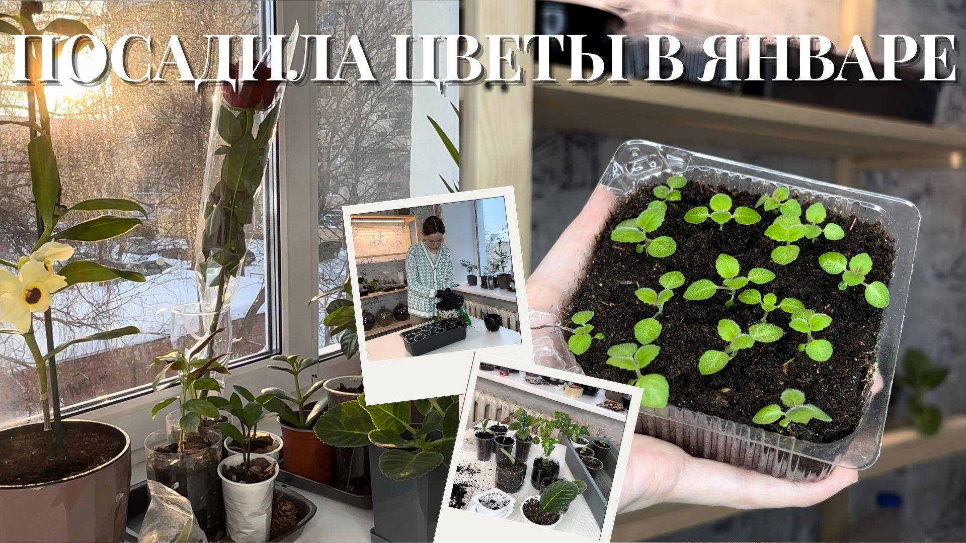 САЖАЮ цветы В ЯНВАРЕ 🪴 порядок на стеллаже ✨ эксперимент  с рассадой