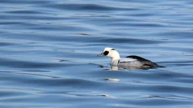 1258. Morčák malý, Smew, Zwergsäger, Nonnetje, Harle piette, Serreta chica, Луток, Bielaczek