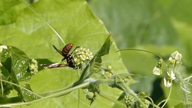 Polistes jokohamae on Star-cucumber セグロアシナガバチ♀がアレチウリに訪花吸蜜