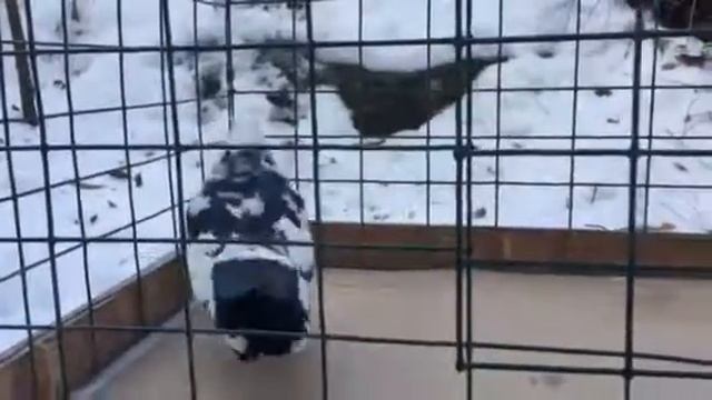 Свердловские высоколётные Чертаново