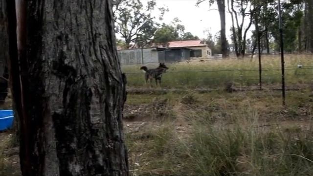 White Dingo Pups from Birth to 6 weeks  Part 2